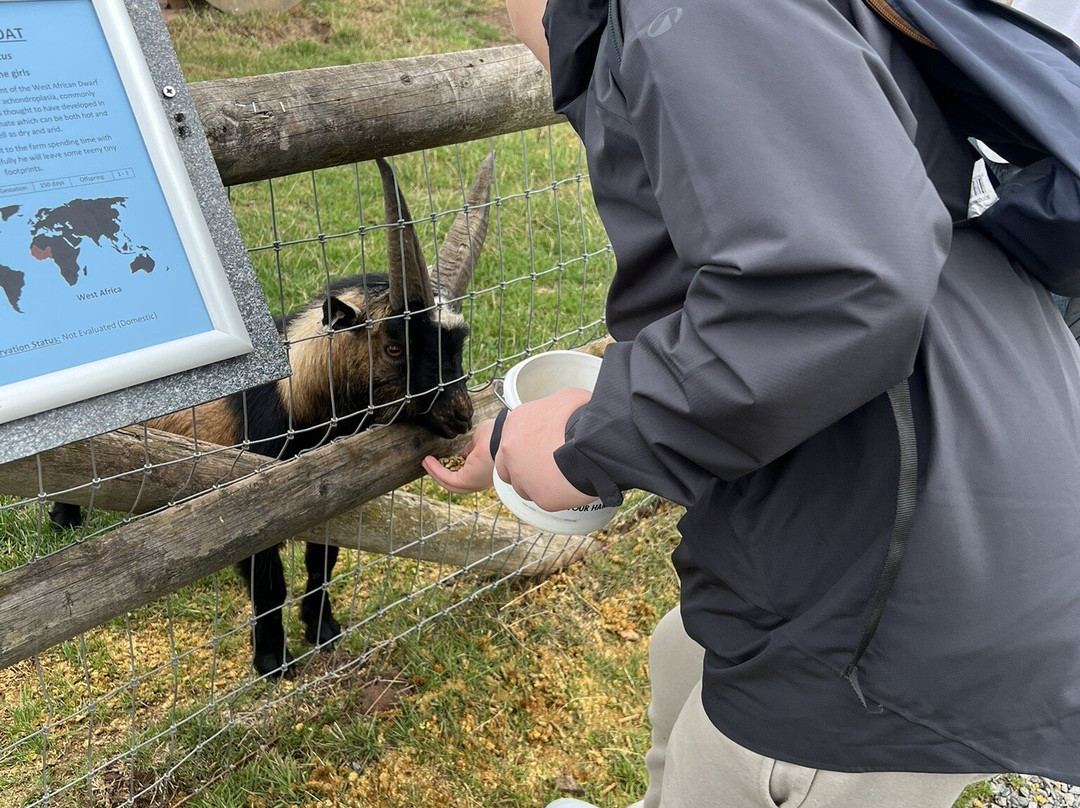 Small Breeds Farm Park-Kington必去景点