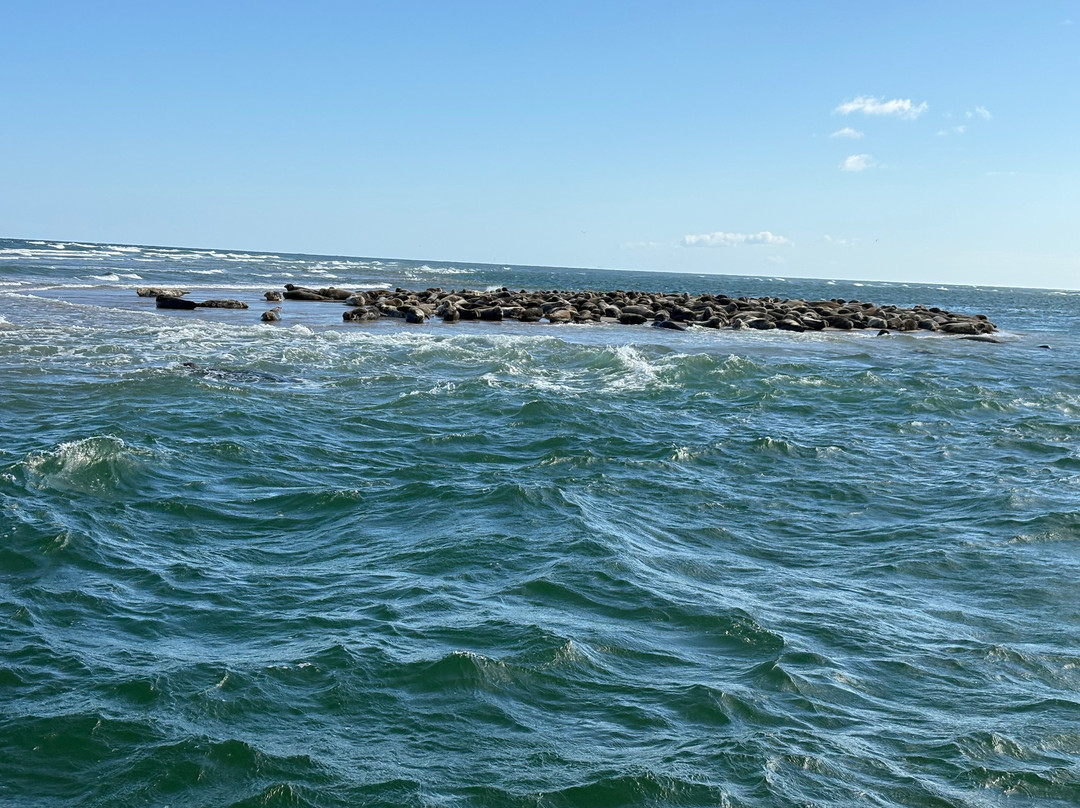 Monomoy Island Excursions-Harwich Port必去景点