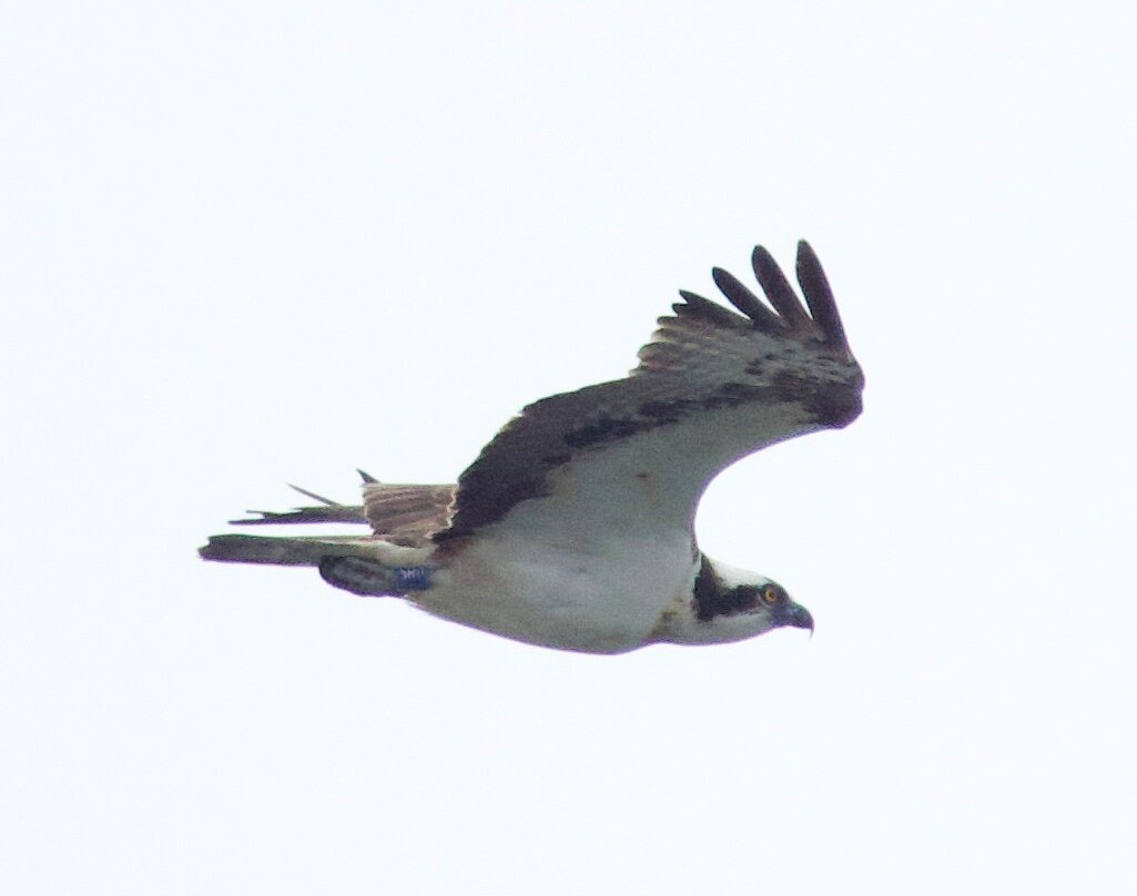 Birds Of Poole Harbour Events-普尔必去景点