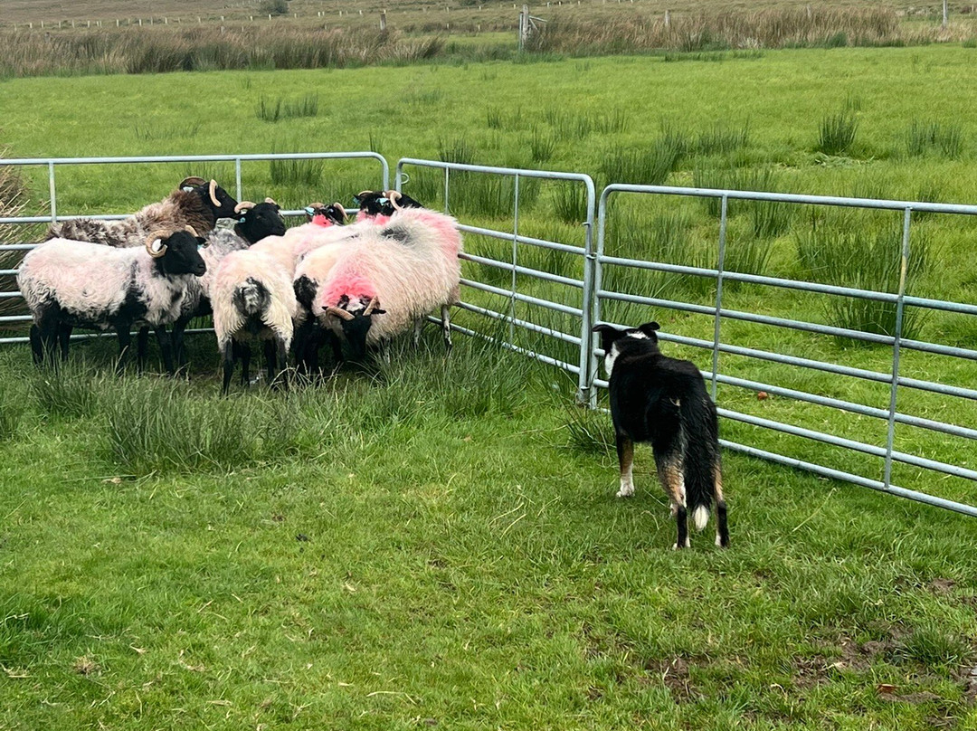 Glen Keen Farm-Derryheigh必去景点