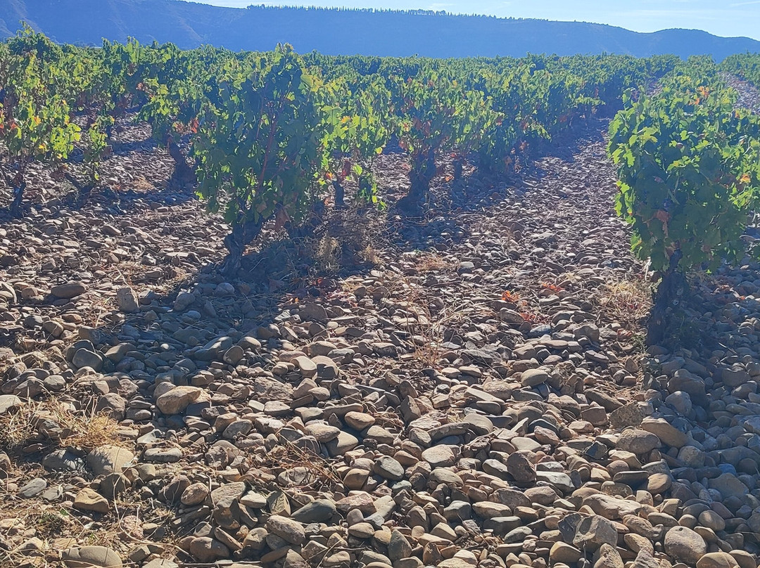Bodega Finca Valpiedra-Fuenmayor必去景点
