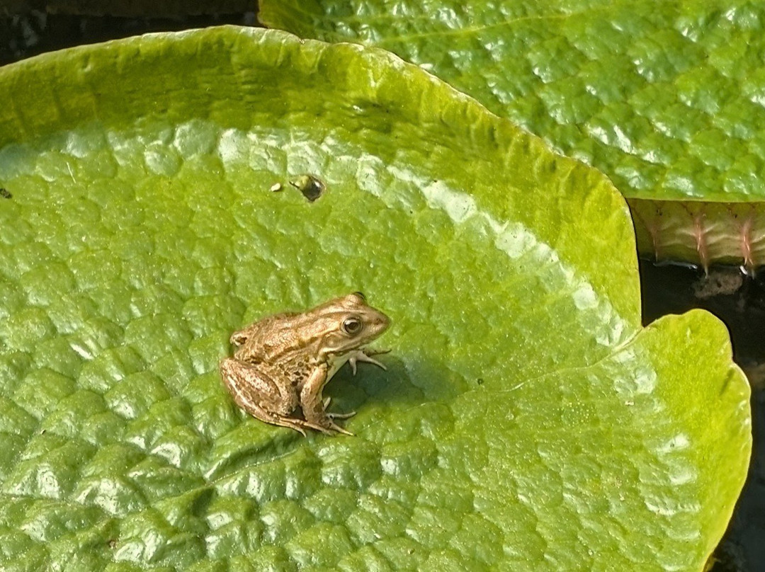 Les Jardins D'eau-Carsac-Aillac必去景点
