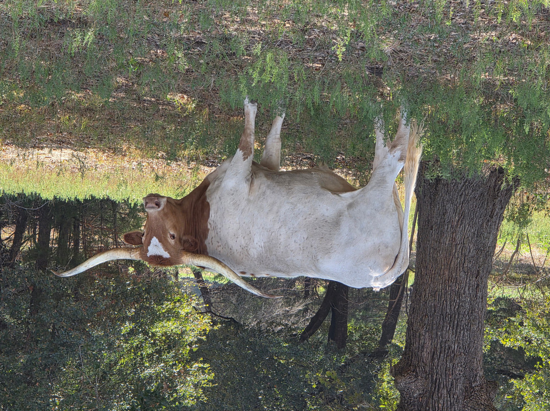 Texas Zoofari Park-Kaufman必去景点