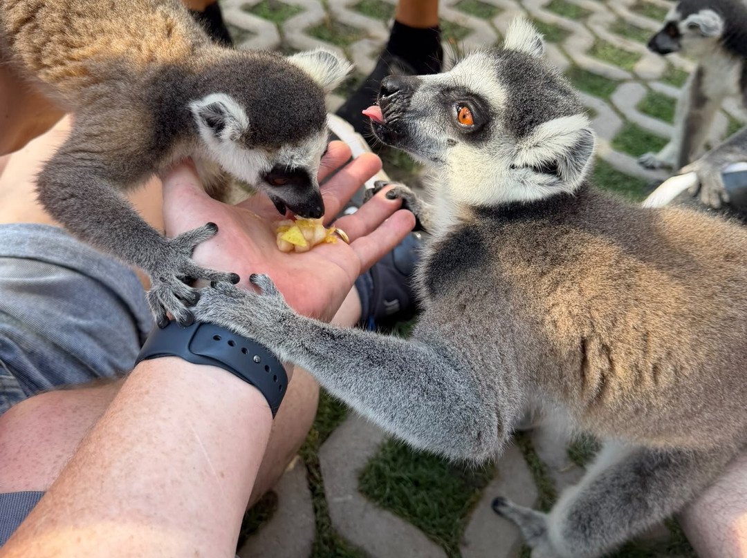 Farma of Rhodes Petting Zoo-Theologos必去景点