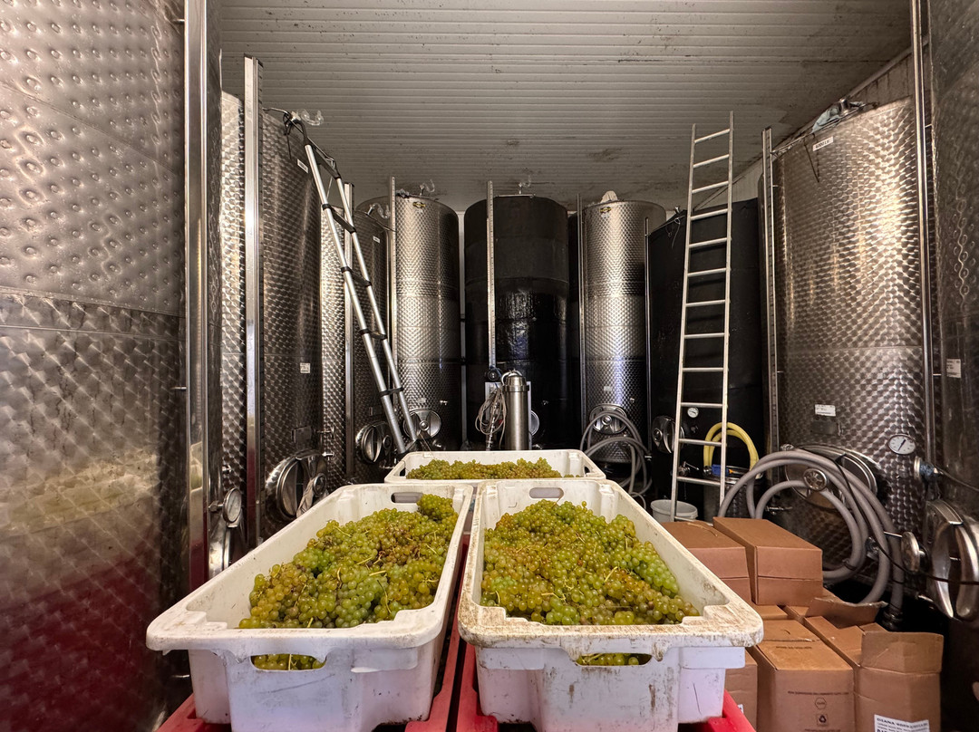Polgoon Vineyard-彭赞斯必去景点