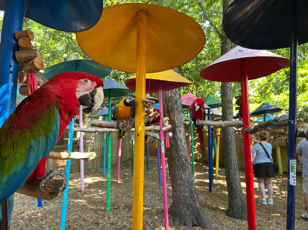Parrot Mountain & Gardens-皮金福奇必去景点