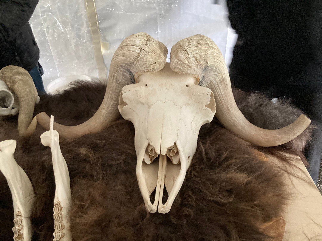 Large Animal Research Station-费尔班克斯必去景点