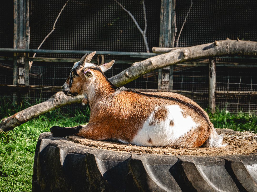 Totnes Rare Breeds Farm-托特尼斯必去景点