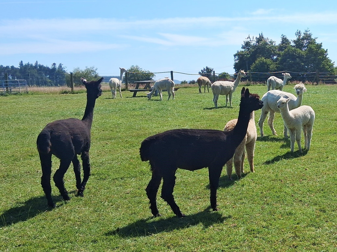 K2Alpacas-Wicklow必去景点