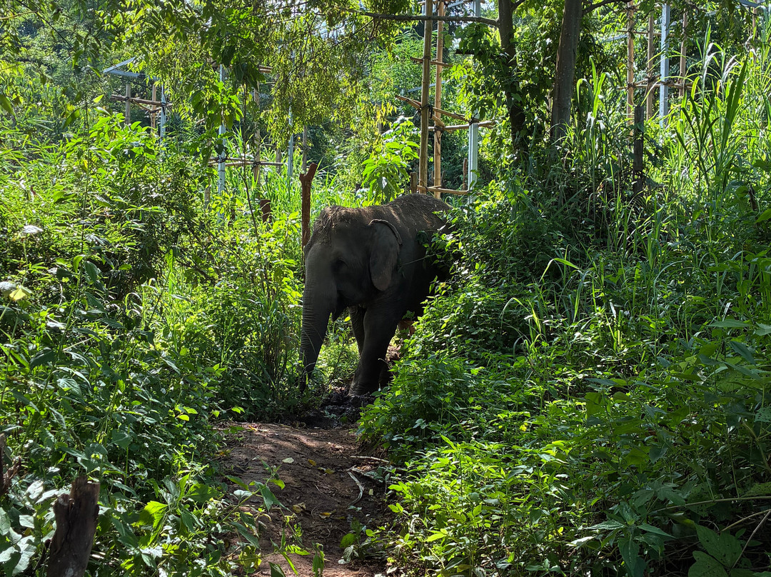 Elephant Sanctuary Care Park-清迈必去景点