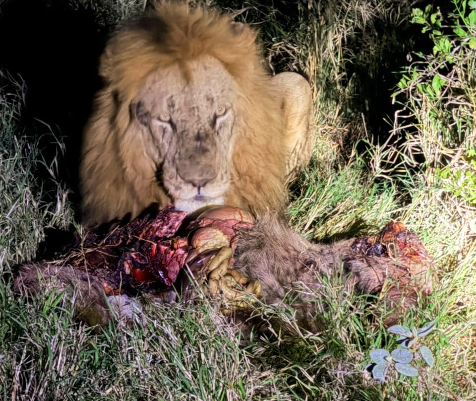 African Safari Group-开普敦必去景点