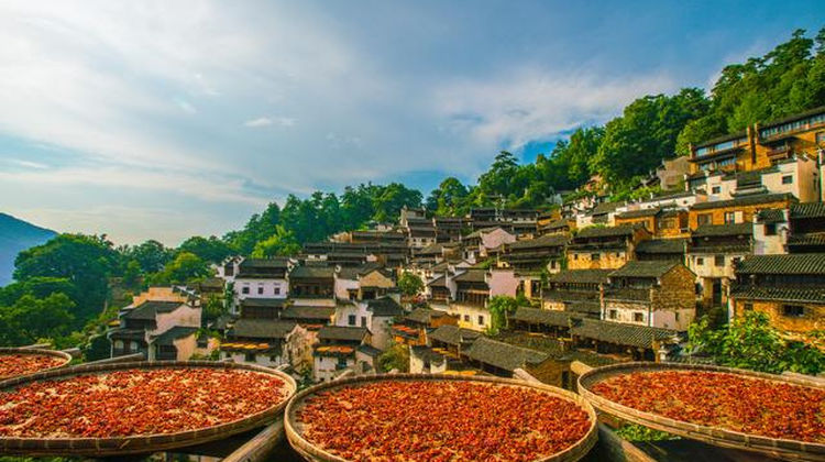 婺源 龙虎山3日2晚跟团游 4钻 闲游时光 赠景区必坐景交 网红鲜花小镇篁岭 石门山峡谷 碧水丹霞龙虎山 天师府 悬棺表演 升级两晚上饶四钻酒店住宿 含2早2正 纯玩无购物