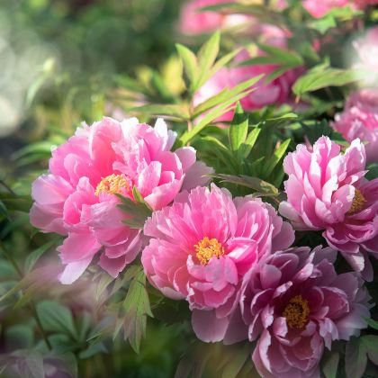 河南洛阳3日2晚私家团