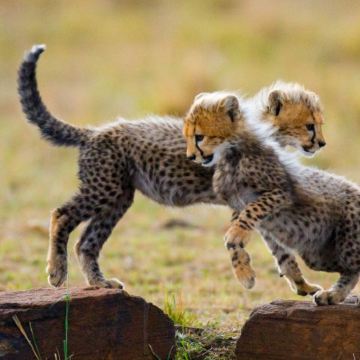 纳米比亚温得和克+纳米布沙漠+鲸湾港+死亡谷+埃托沙国家公园10日8晚拼小团