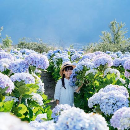 云南大理市+丽江+洱海+玉龙雪山6日5晚拼小团