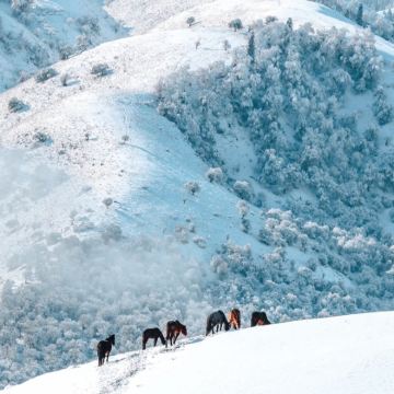 新疆伊犁+那拉提旅游风景区+赛里木湖4日2晚拼小团