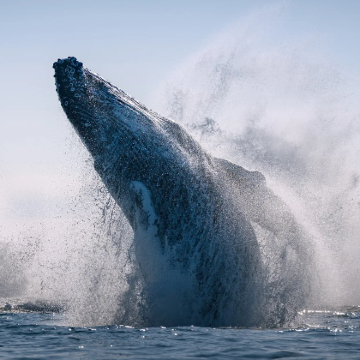 斯里兰卡8日7晚私家团