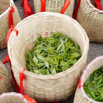 【山野少年·茶竹撒欢·1日营】指尖采春茶，脚下挖春笋，手中磨擂茶，竹梢挂风铃——这个春天，做一日充实的山野少年