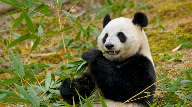 17D16N · Group Tours · Best of China: Kung Fu Pandas, Scenic Wonders, and Imperial Icons·Discover China's legendary landscapes on this 17-day journey. From sacred temples to cinematic views, this trip blends soul, spice, and scenery into one unforgettable adventure.
