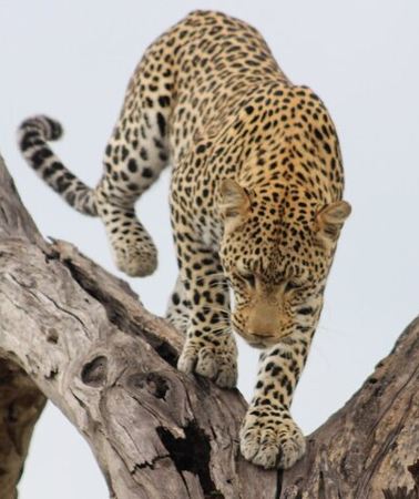 2D1N • 2 Nights 2days(camping in chobe national park)