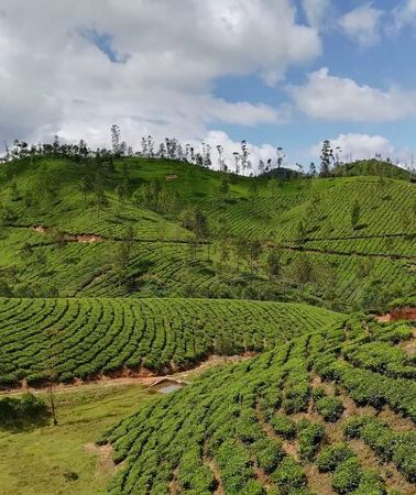2D1N • Green Magic One Night Two Days Trip to Munnar