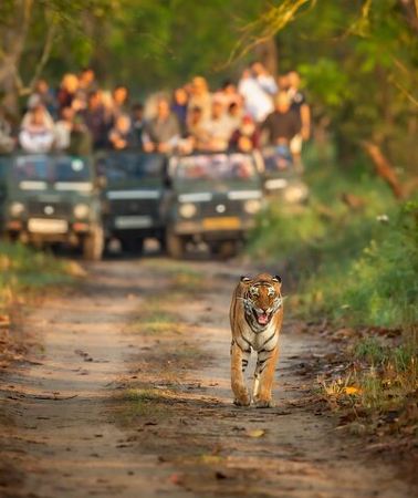 3D2N • Kathmandu: 3 Days Chitwan Jungle Safari Private Tour