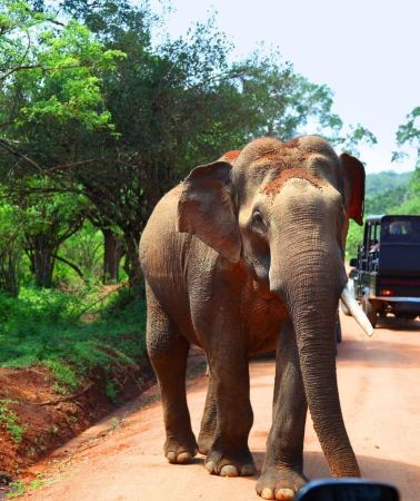 5D4N • Sri Lanka Beaches & Safari Escape: Galle, Mirissa, Yala