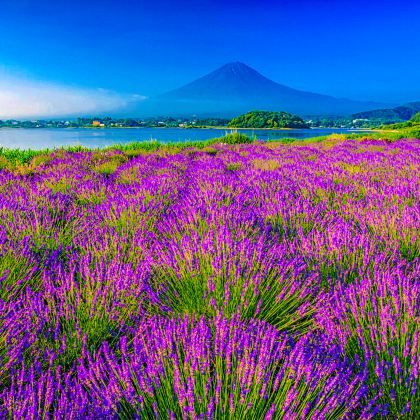 日本东京+富士山5日4晚自由行