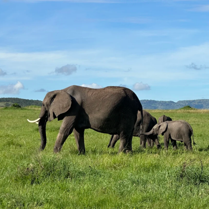 肯尼亚内罗毕+马赛马拉国家保护区+奈瓦沙湖+安博塞利国家公园+纳库鲁8日7晚拼小团