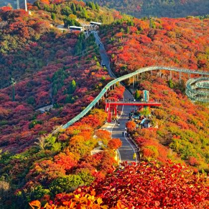 山东文旅·红叶柿岩旅游区+周村古商城+八大局便民市场+淄博陶瓷琉璃博物馆+海岱楼3日2晚私家团