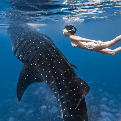 菲律宾宿务+薄荷岛6日5晚拼小团