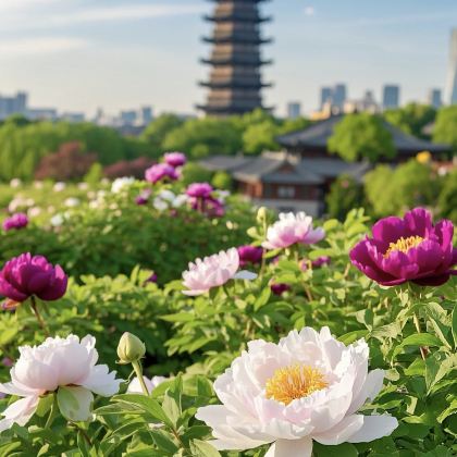 河南郑州+开封+洛阳+清明上河园+龙门石窟6日5晚私家团