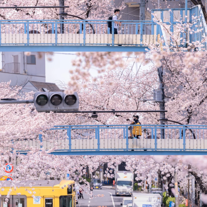 日本大阪+京都+熊野市8日7晚私家团