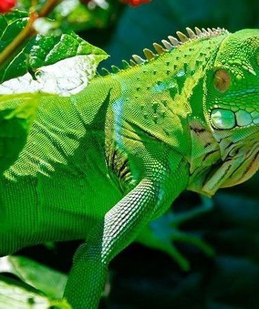 3D2N • Manu Jungle Tour (3 Days)