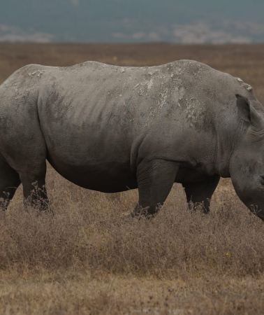 3D2N • 3-Day Experience Wildlife and Hot Air Balloon Adventures