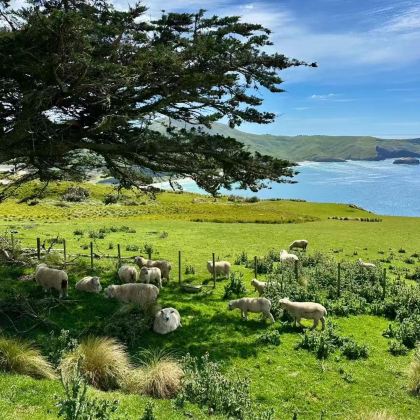 新西兰11日9晚拼小团