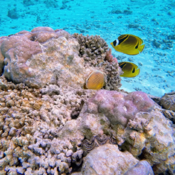 斐济+大溪地10日9晚私家团
