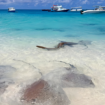 新加坡+马尔代夫+马富施岛9日8晚跟团游