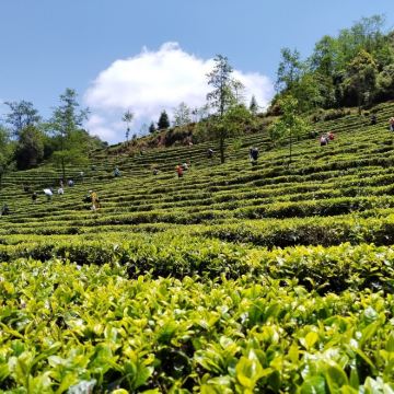 玉溪+楚雄彝族自治州7日6晚私家团
