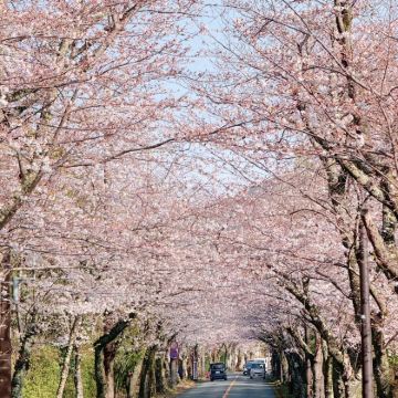 富士山+伊豆4日3晚私家团