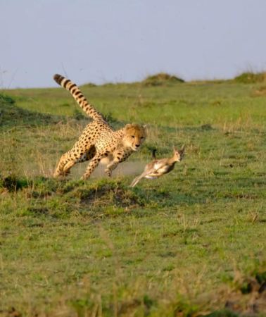 4D3N • East Africa: Kenya + Nairobi + Maasai Mara National Reserve