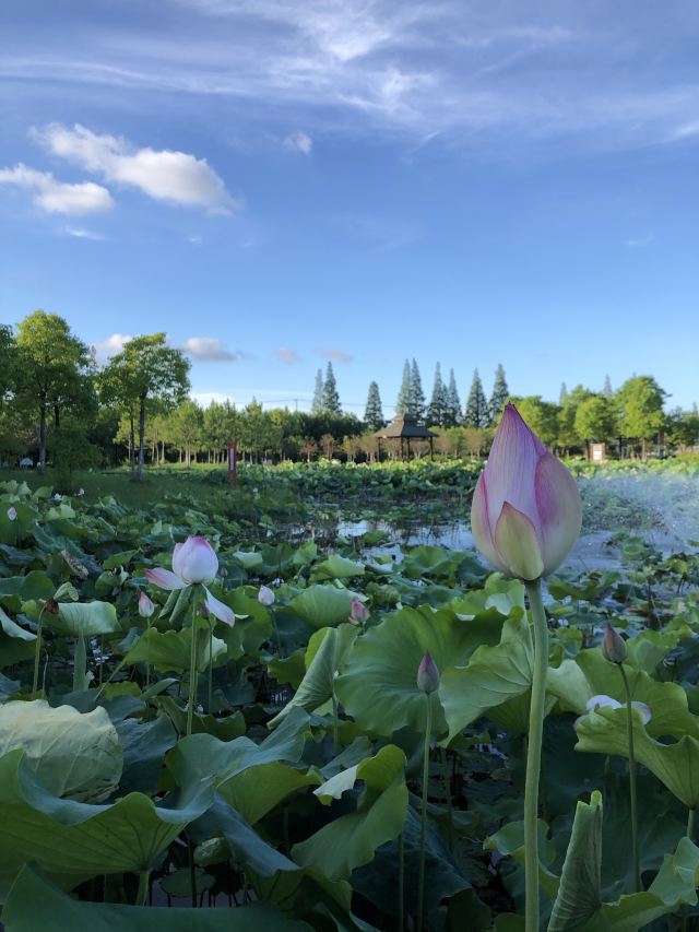 上海崇明荷花博览园旅行图片 2