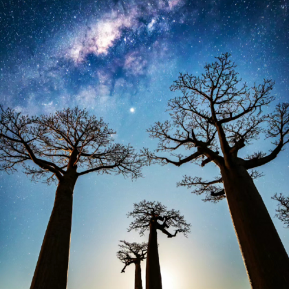 马达加斯加塔那那利佛+穆龙达瓦猴面包树大道+科灵迪自然保护区+安达西贝-曼塔迪亚国家公园8日7晚跟团游