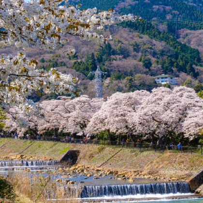 日本东京+大阪+京都+奈良6日5晚半自助游