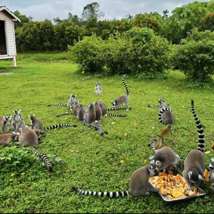 马达加斯加+留尼汪（法属）+毛里求斯+塞舌尔15日12晚私家团