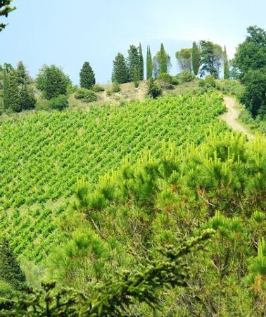 8D7N • 6-Day Learn to Cook on a Budget Getaway in Tuscany