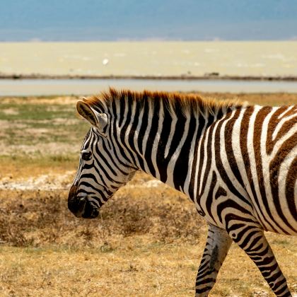 坦桑尼亚9日8晚私家团