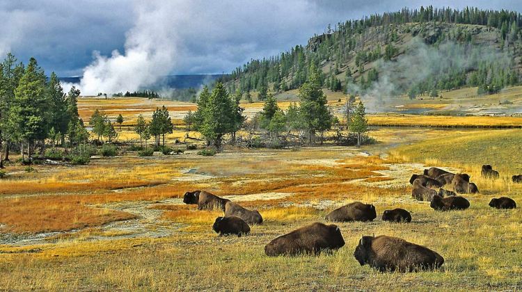 5-Day Yellowstone National Park Tour from Salt Lake City · Grand Teton, Yellowstone Bear World, Great Salt Lake and Temple Square