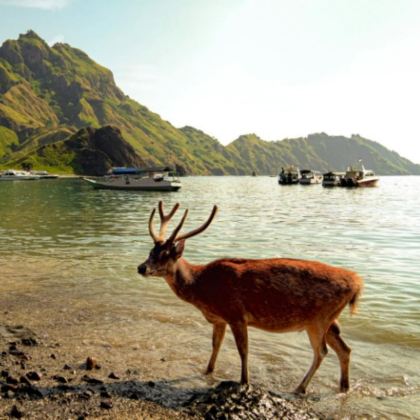 巴厘岛+佩妮达岛+龙目岛+科莫多10日9晚私家团
