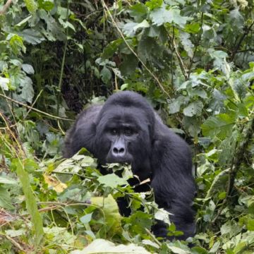 坦桑尼亚+乌干达12日11晚私家团